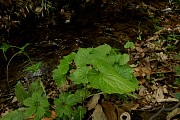 wasabi_d070421_144.jpg