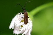 benibotaru_sp_d070502_066.jpg