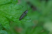 kometuki_sp_d070503_071.jpg